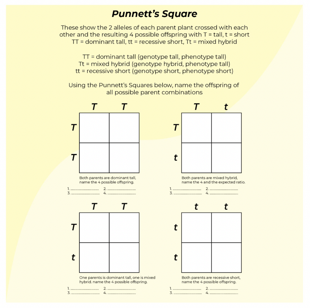 9 Hands On Worksheet Punnett Square Worksheet The Teach Simple Blog Worksheets Library