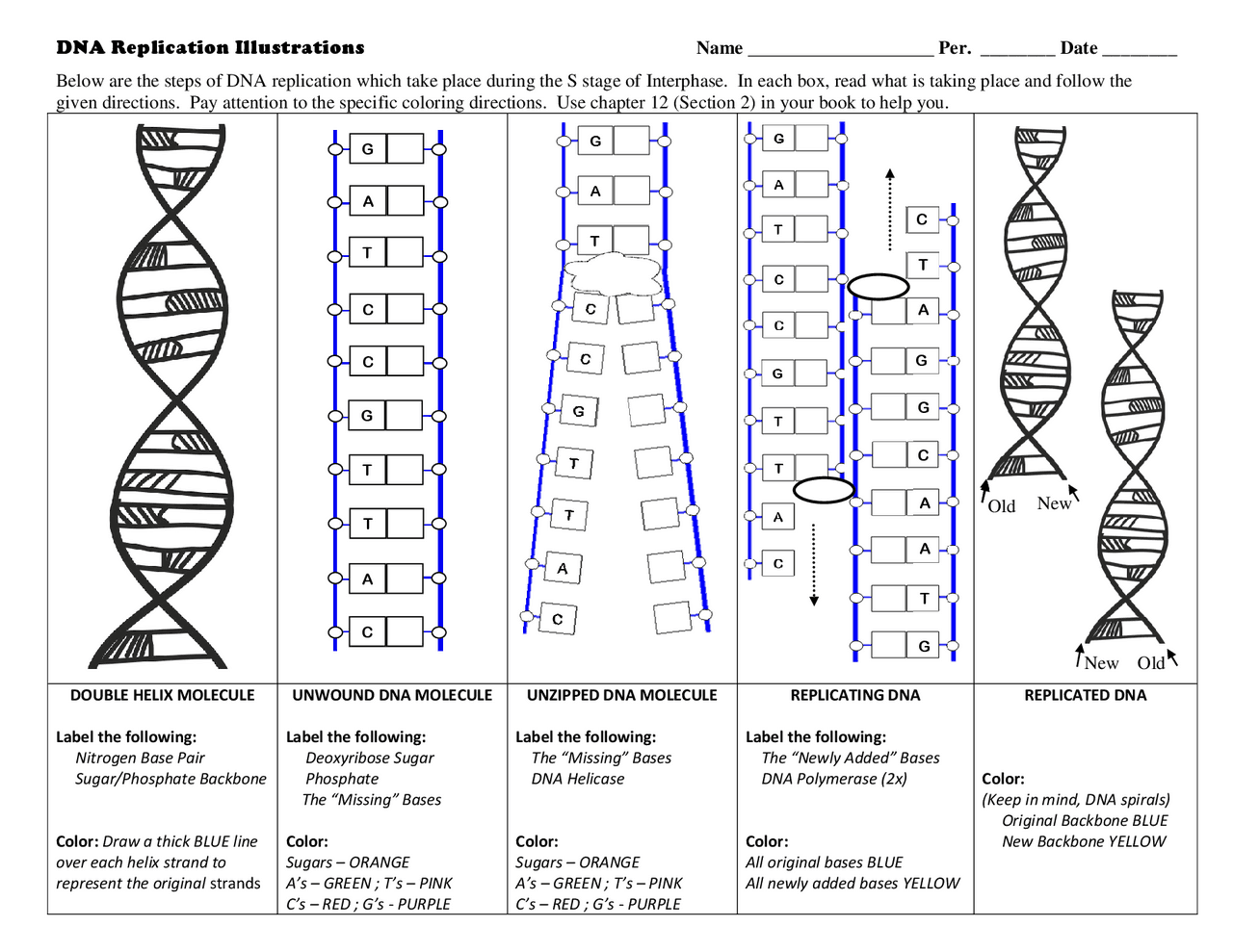 DNA Replication Worksheet Exercises Genetics Docsity 
