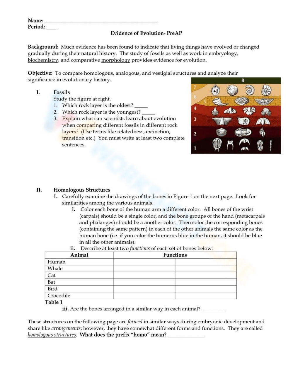 Evidence Of Evolution Worksheet Worksheetzone Worksheets Library
