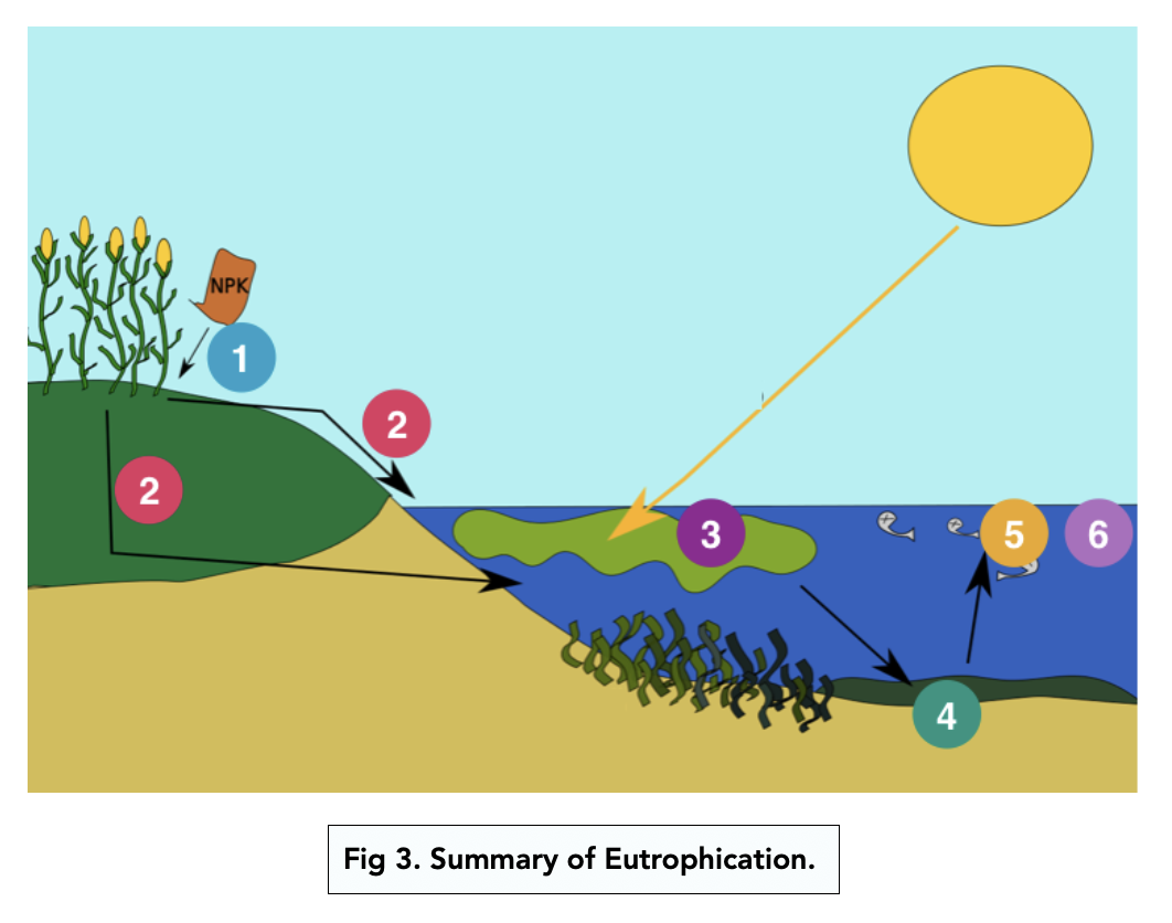Factors Affecting Biodiversity A level Biology Study Mind