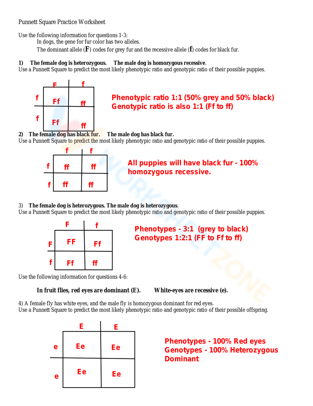 Grade 8 Punnett Square Practice Worksheets 2024 Worksheets Library