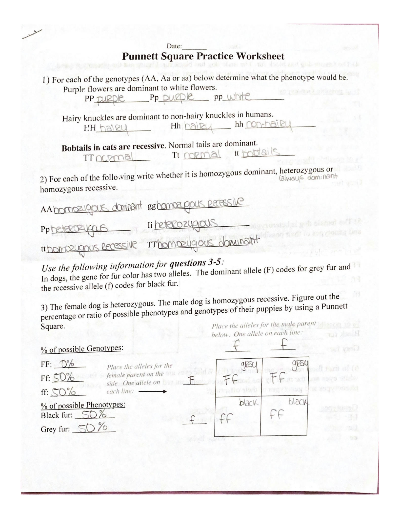 SOLUTION SCB101 Punnett Square Practice Worksheet Studypool Worksheets Library